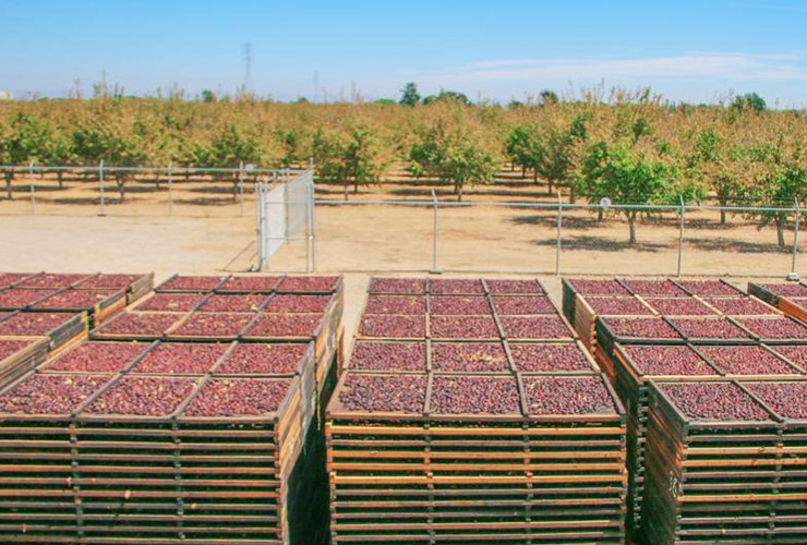 プルーン生産者紹介