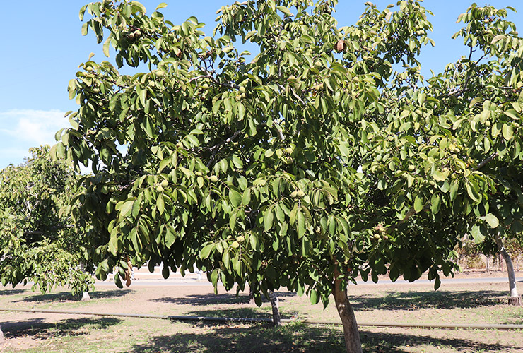 くるみ生産者紹介