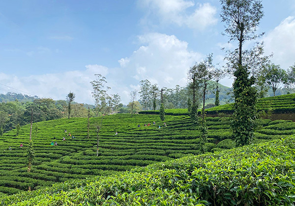 世界遺産の中にある美しい農園