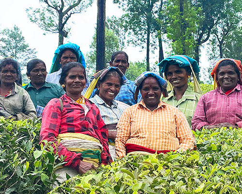 パラライ紅茶生産者