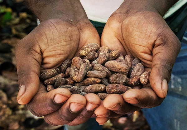 カカオ豆